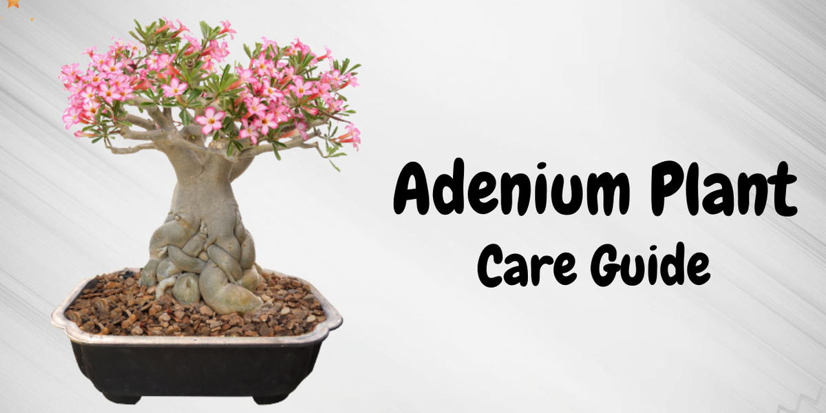 Adenium Win FACTS ABOUT ADENIUM — GIFTnPLANTS