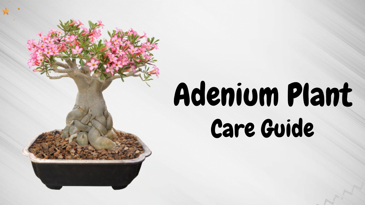 FACTS ABOUT ADENIUM