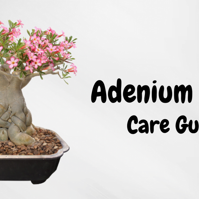 FACTS ABOUT ADENIUM