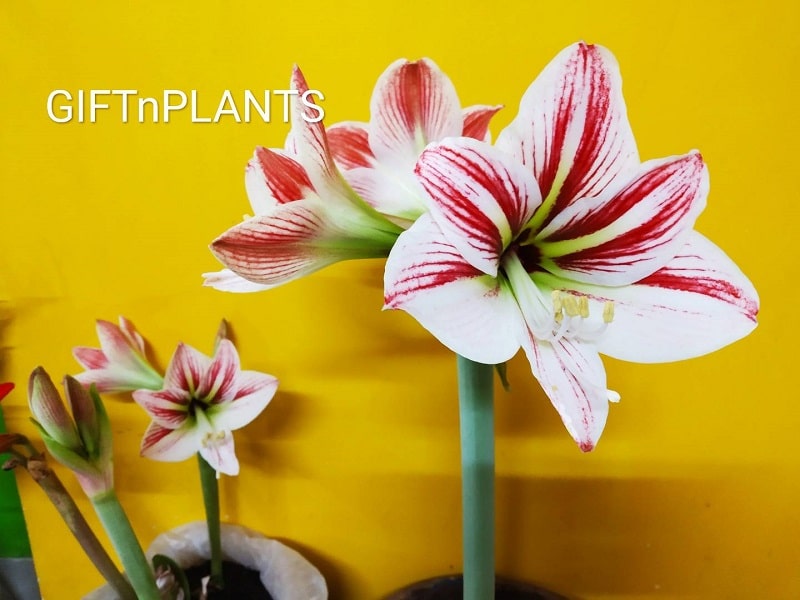 Amaryllis Lily Bulbs (set of two)