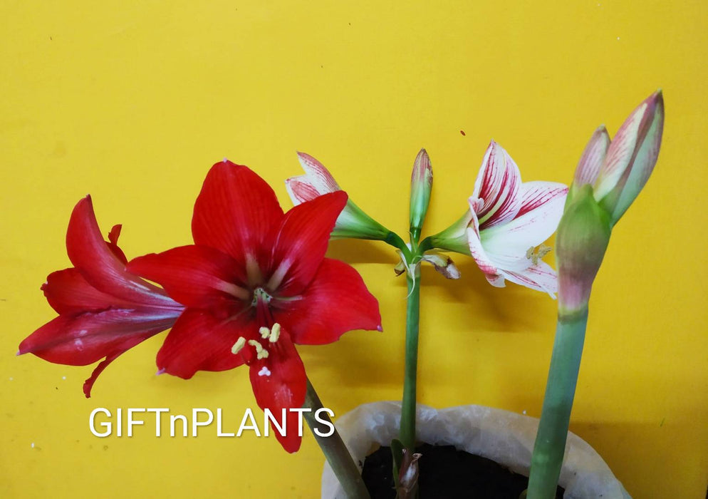 Amaryllis Lily Bulbs (set of two)