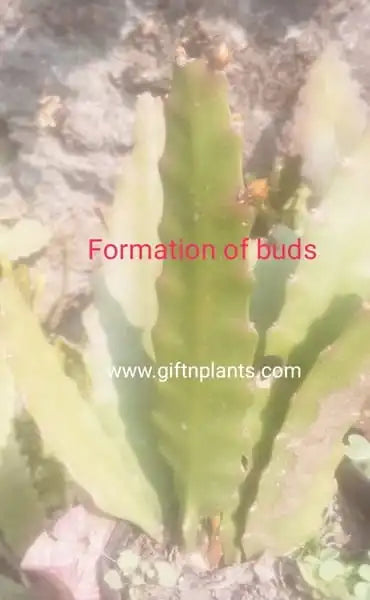 Epiphyllum leaves showing flower bud formation on Brahma Kamal plant, also known as Brahma Kamalam plant or Paudha.