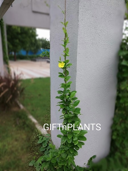 Creeper / Climber Plants