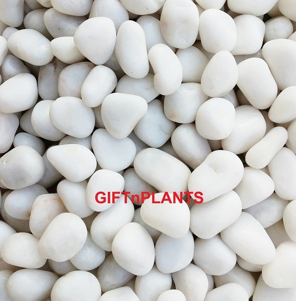 White Polished Stones or Pebbles (15-30mm) for Garden Plants, Flower Vases and Aquarium