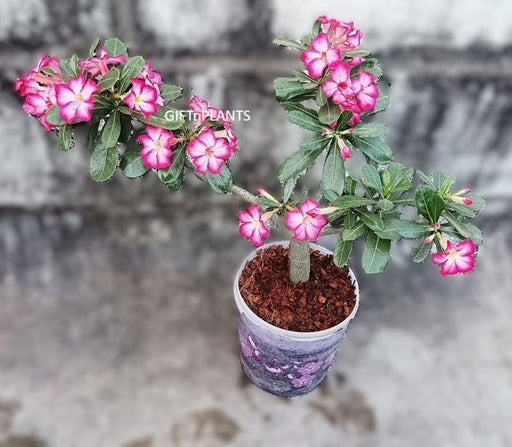 Potted plant showing use of coconut husk chips with Adenium pink flowering plant.