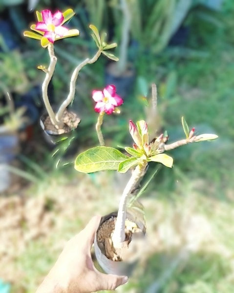 Adenium Obesum Plant (in polybag, with soil), 1.5 year old Plant, All India Delivery