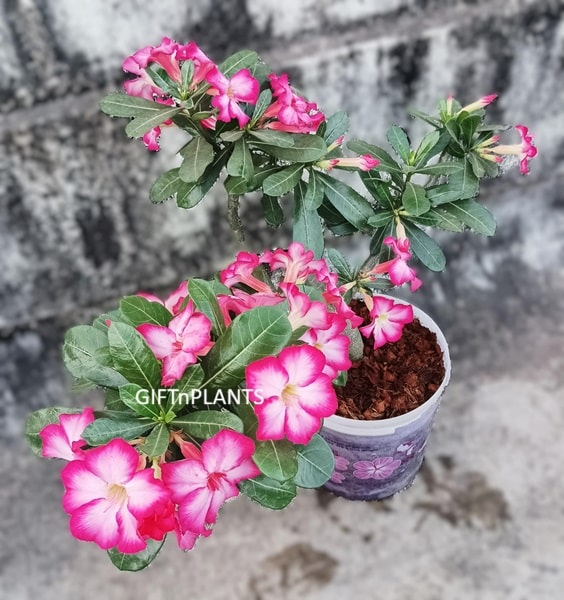 Adenium Obesum Old Plants (More than 5 Years)