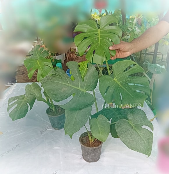 Monstera Plant