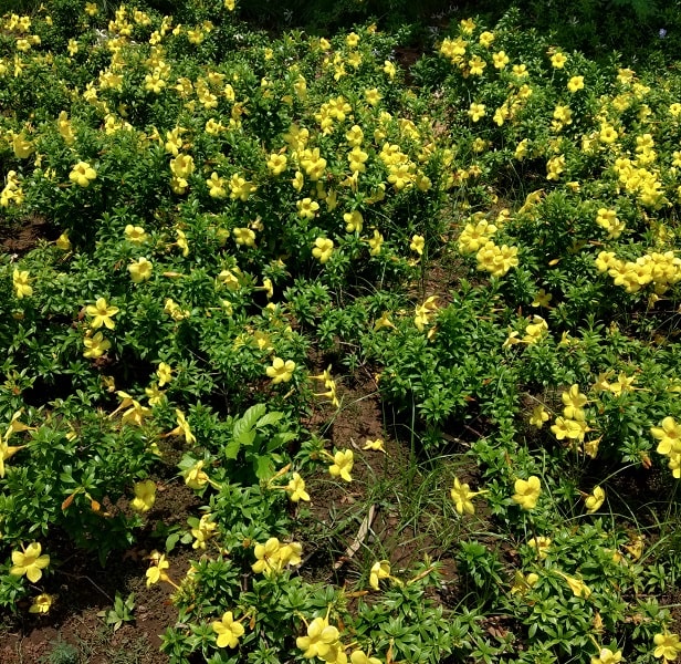 Allamanda Bush Plant (in polybag)