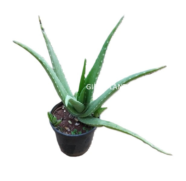 aloe vera plant amazon uk Aloe Vera Plant (in polybag) — GIFTnPLANTS