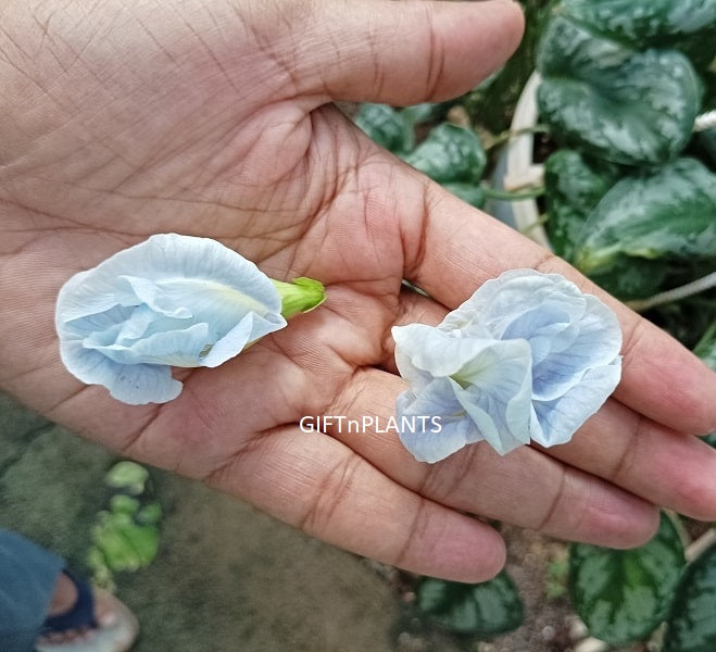 Seeds of Aparajita Plant, Sky Blue Flower (Multi petal)