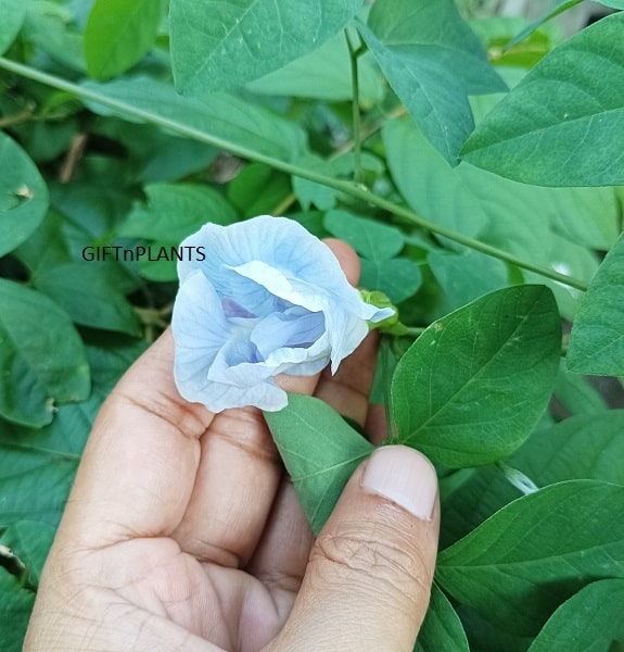 aparajita flower seeds Combo of Double Petal Aparajita Plant Seeds, Blue (10 seeds) and Sky B — GIFTnPLANTS