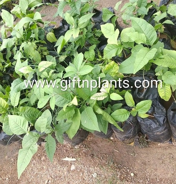 Bael Plant (in polybag)