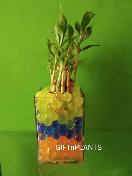 Water Beads For Lucky Bamboo – Colorful Gel Beads That Reduce Watering (30 Colors)
