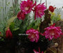 Every plant collector wish to have this rare Brahma Kamal plant or Brahma Kamalam plant with Red flowers.