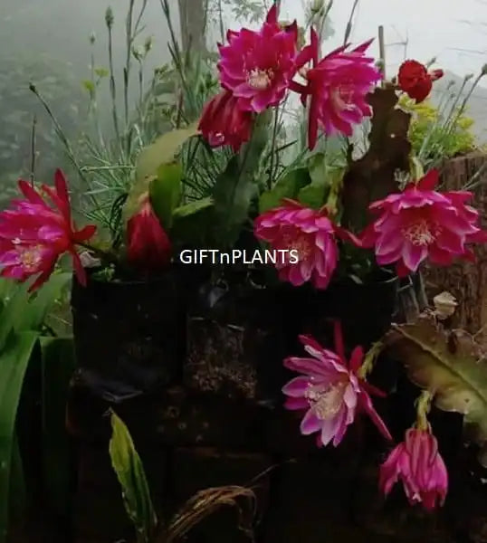 This is rare variety of Epiphyllum with Red flowers, Brahma Kamal plant which is also regarded as Brahma Kamalam plant or Paudha.
