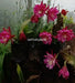 This is rare variety of Epiphyllum with Red flowers, Brahma Kamal plant which is also regarded as Brahma Kamalam plant or Paudha.