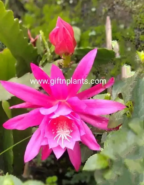 Giftnplants presents rare variety of Epiphyllum with Red flowers, Brahma Kamal plant, also known as Brahma Kamalam plant.