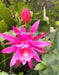 Giftnplants presents rare variety of Epiphyllum with Red flowers, Brahma Kamal plant, also known as Brahma Kamalam plant.