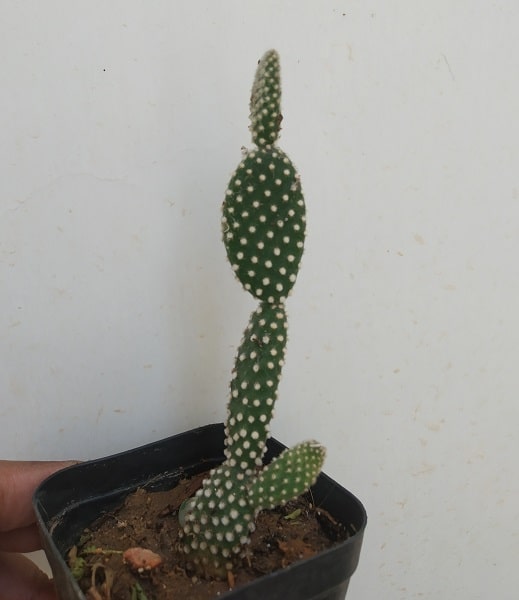 Bunny Ear Cactus Plant - Bare Rooted