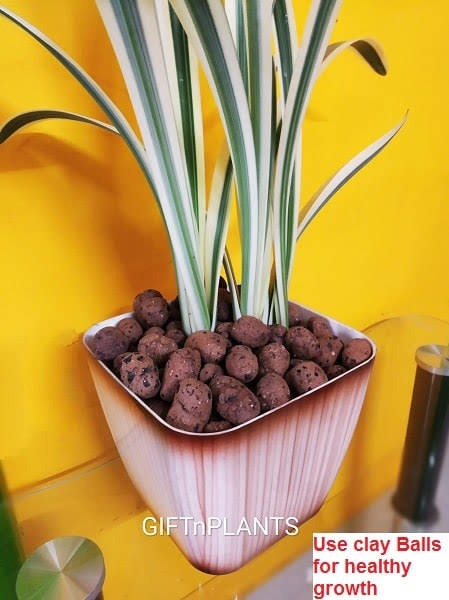 clay balls for plant pots Leca Balls, Largest Size, (15 to 30 mm), Hydroton Pebbles for Orchids — GIFTnPLANTS