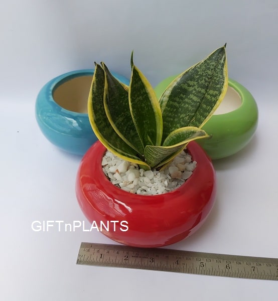 Red Ceramic Pot (RSCP)