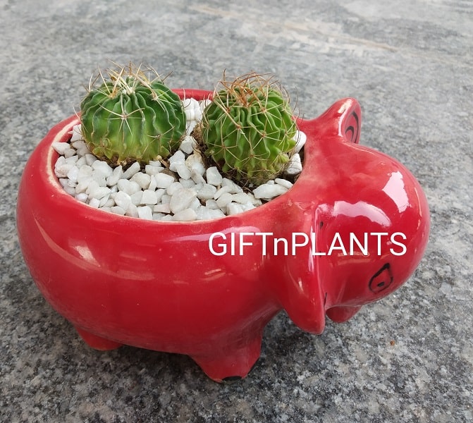 Elephant Ceramic Pot  (CPELE)