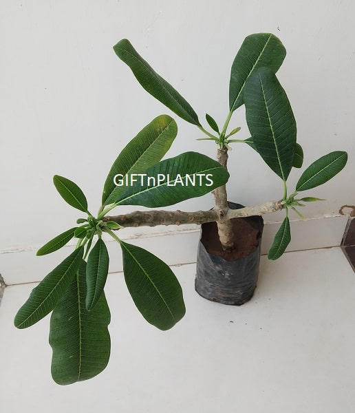 Plumeria, Champa Plant (White Flowers)  (in polybag)