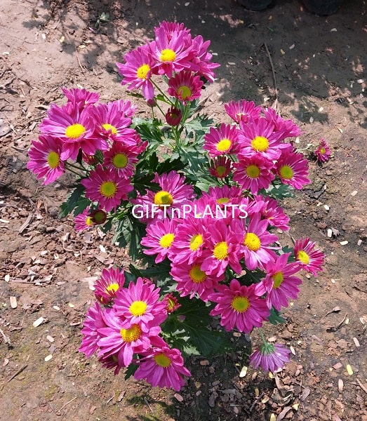 chrysanthemum succulent Chrysanthemum Plant -Any Flower Colour, Guldaudi Plant — GIFTnPLANTS