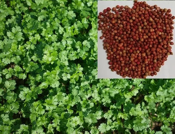 dhania seeds for planting Coriander Seeds (Quantity- 2 Tea spoons), Dhaniya with Free Aparajita — GIFTnPLANTS