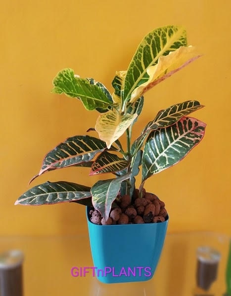 Croton Petra Plant (in Polybag)