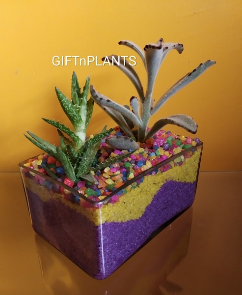 can you use decorative sand for succulents Combo Set of 4 colors of Decorative Sand- (200 Grams each Color) for T — GIFTnPLANTS