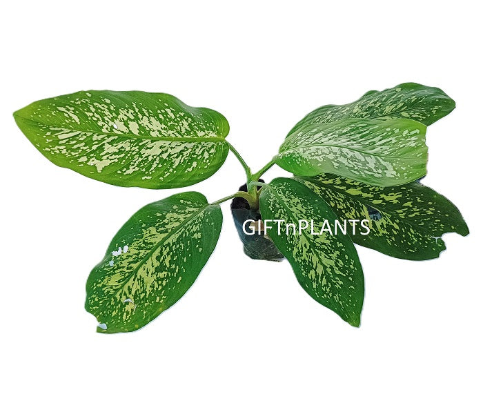 dieffenbachia amoena uses Dieffenbachia Amoena Plant (in polybag) — GIFTnPLANTS