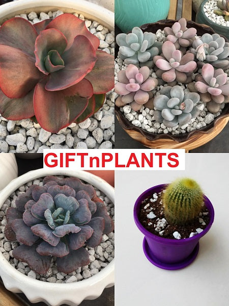 pumice stone succulents Pumice Stones (2-4 mm), Smallest Size for Garden / Horticulture (Soil — GIFTnPLANTS