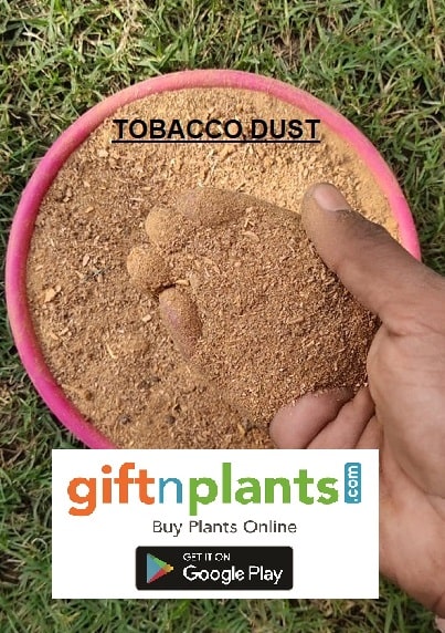 best fertilizer for tobacco plants Tobacco Dust Organic Fertilizer and Pest Repellent for Garden Plants — GIFTnPLANTS best fertilizer for tobacco plants Tobacco Dust Organic Fertilizer and Pest Repellent for Garden Plants — GIFTnPLANTS