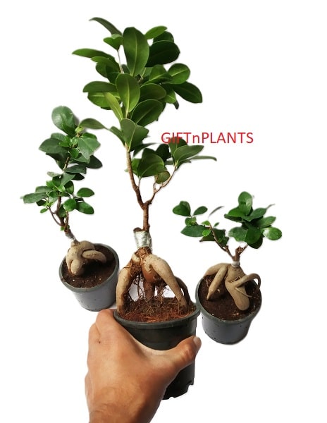 ginseng grafted ficus bonsai tree Ficus Microcarpa Ginseng Grafted Bonsai Plant — GIFTnPLANTS