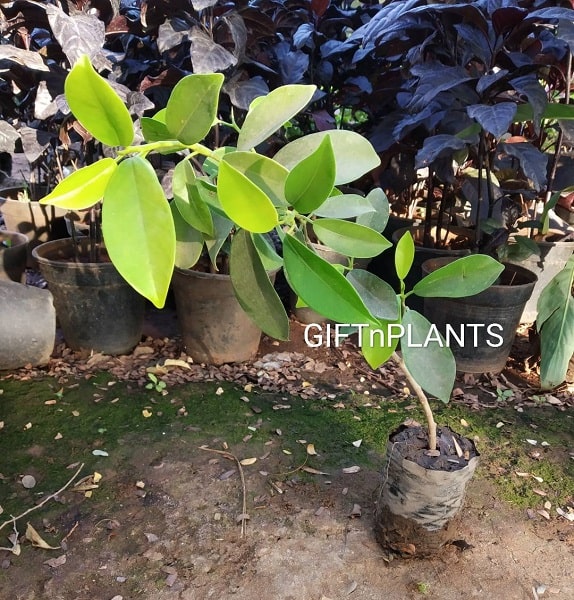 Ficus Panda Plant (in Polybag)