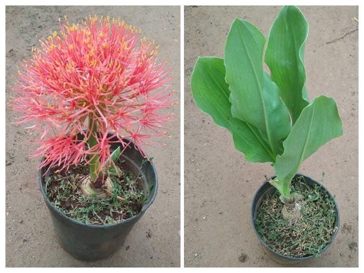 football lily flower Football Lily Bulb (Set of Two) — GIFTnPLANTS