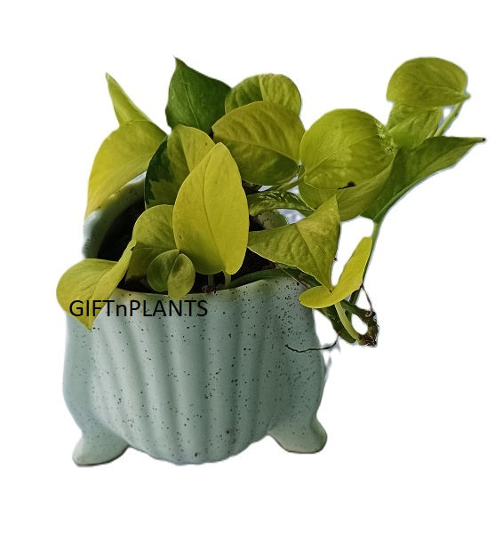 is it good to gift money plant Golden Money Plant — GIFTnPLANTS