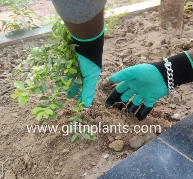gardening genie gloves Garden Genie Gloves, Reusable Hand Gloves (Green) — GIFTnPLANTS