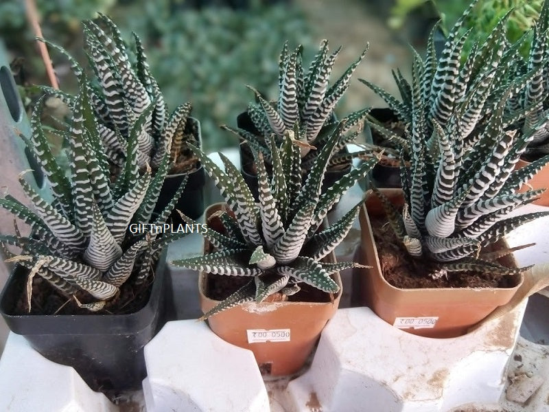 Haworthia Succulent Plant