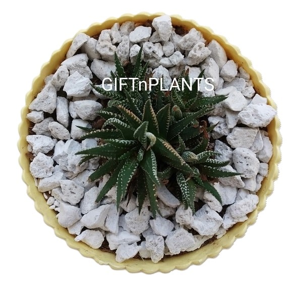 Haworthia Succulent Plant