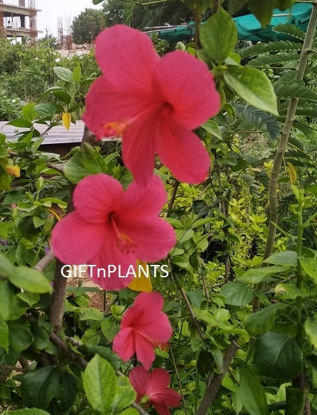 Hibiscus Plant (in polybag)-Any Flower Colour, Jasood Plant