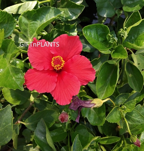 Hibiscus Plant (in polybag)-Red Flower, Jasood Plant