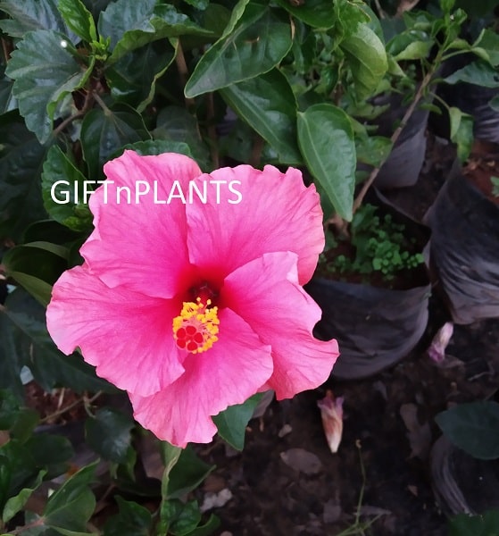 Hibiscus Plant (in polybag)-Any Flower Colour, Jasood Plant