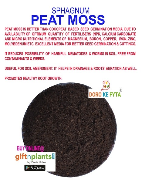 is peat moss a seed plant Sphagnum Peat Moss for Seed Germination Media of Plants — GIFTnPLANTS