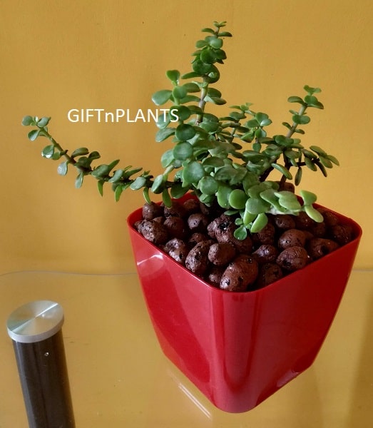 can we gift jade plant Jade Plant (With Dense Growth)