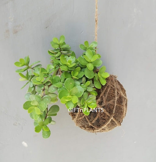 kokedama jade plant Jade Kokedama Plant