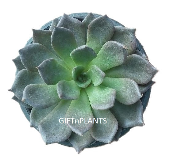 laxmi kamal succulent Laxmi Kamal Succulent Plant — GIFTnPLANTS