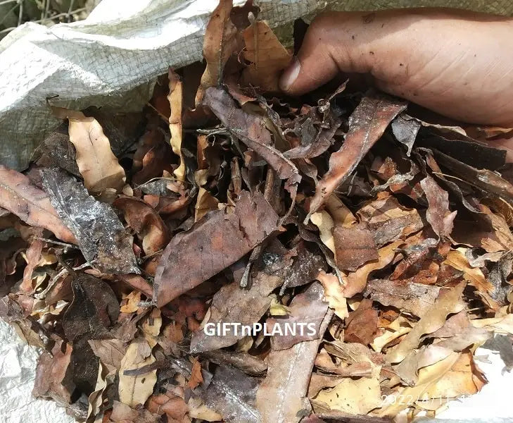 Leaf Mould (Patton Ki Khaad), Organic Compost, Organic Fertiliser for Healthy Growth of Plants
